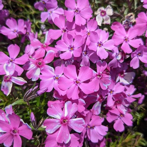 Phlox, Spring Purple Creeping Phlox