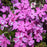 Phlox, Spring Purple Creeping Phlox