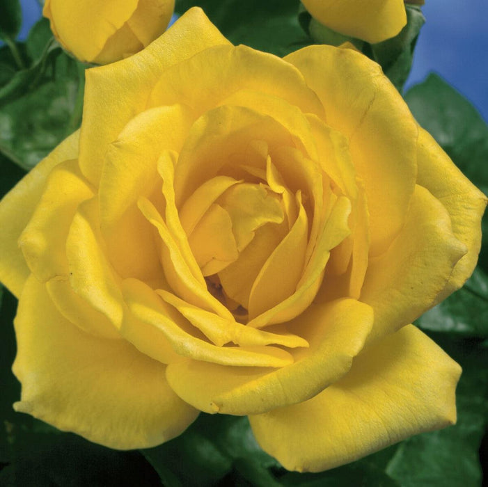 Rose, Oregold Hybrid Tea Rose