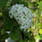 Hydrangea, Invincibelle® Wee White Smooth Hydrangea