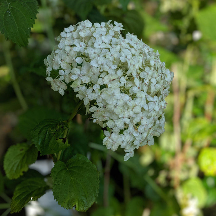 Hydrangea, Invincibelle® Wee White Smooth Hydrangea