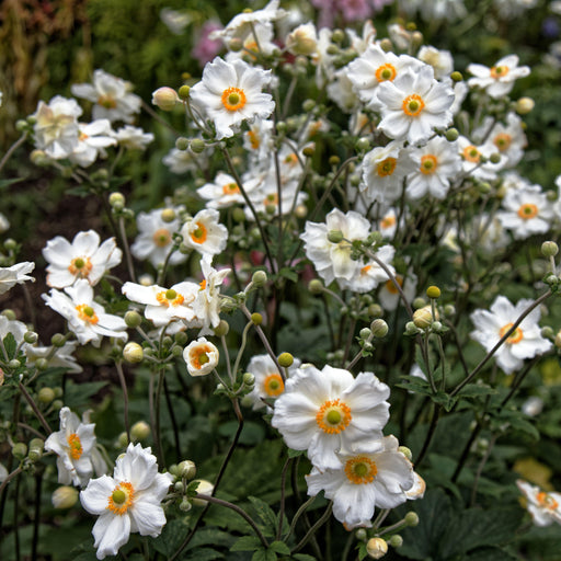 Anemone, Honorine Jobert Anemone