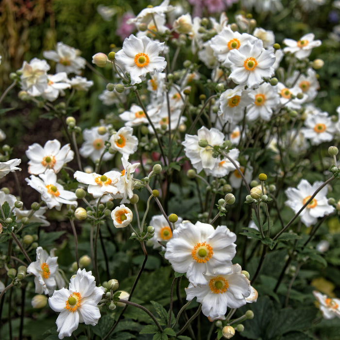 Anemone, Honorine Jobert Anemone