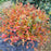 Fothergilla, Legend of the Small Fothergilla