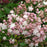 Lilac, Beauty Of Moscow Lilac