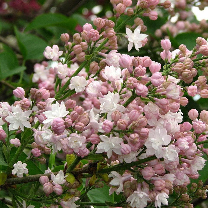 Lilac, Beauty Of Moscow Lilac