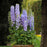Delphinium, Guardian Lavender Delphinium