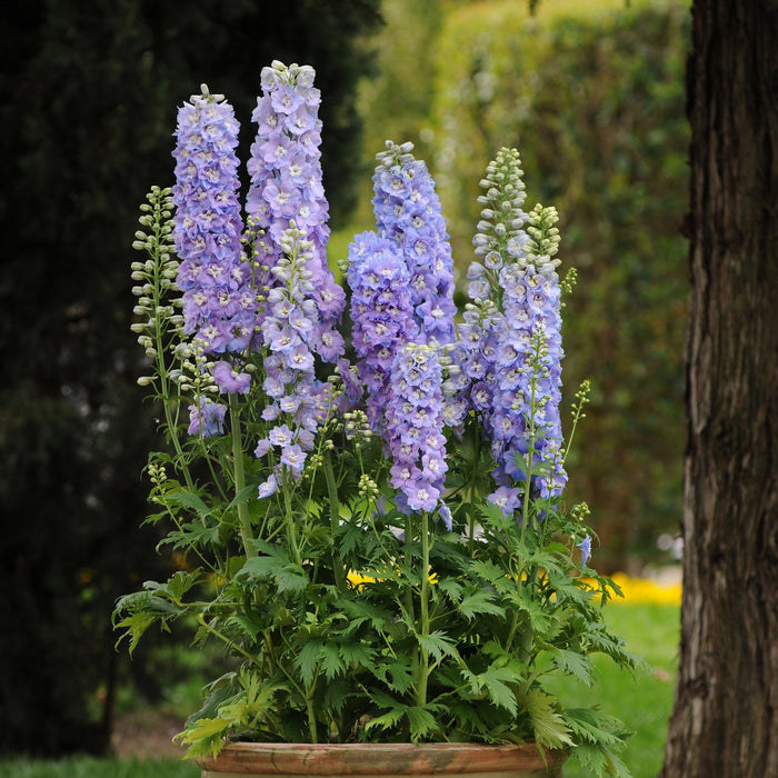 Delphinium, Guardian Lavender Delphinium