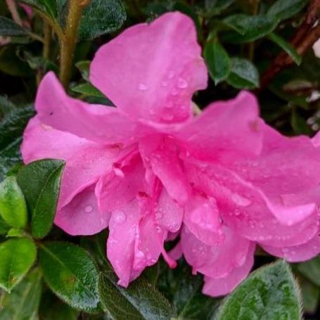 Azalea, Encore Autumn Carnation Azalea