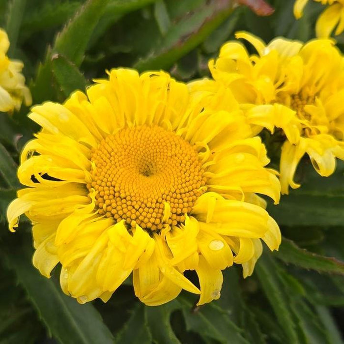 Shasta Daisy, Goldfinch Shasta Daisy