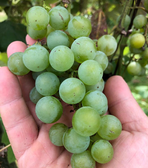 Grape, Edelweiss, Green Grape, 2 gal.
