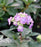 Hydrangea, Tuff Stuff Top Fun™ Mountain Serrated Leaf Hydrangea