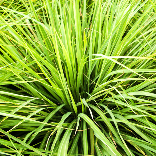 Organic Lemon Grass Plant
