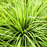 Organic Lemon Grass Plant