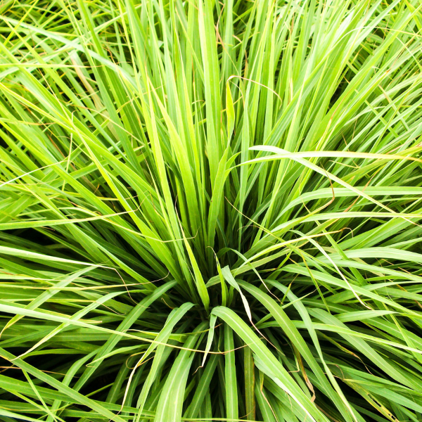 Organic Lemon Grass Plant