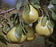 Pear, D'Anjou Pear - European Pear, 7 gal (5-6 ft)