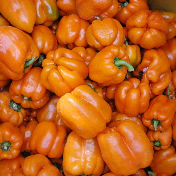 Organic Pepper Plant, Gourmet Orange Sweet Bell - 3.5" pot