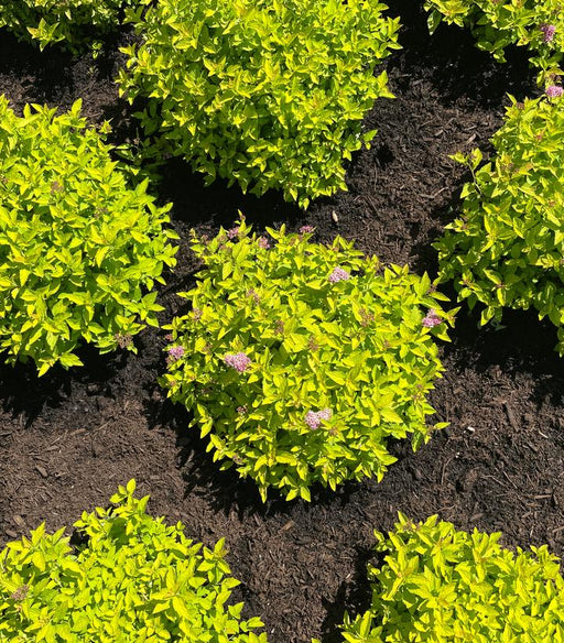 Spirea, Pineapple Poprocks Spirea