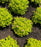 Spirea, Pineapple Poprocks Spirea