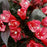 Weigela, Bloomin' Easy® Electric Love® Weigela