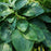Hosta, PW® Shadowland® Empress Wu Hosta