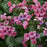Lungwort, Pretty in Pink Lungwort
