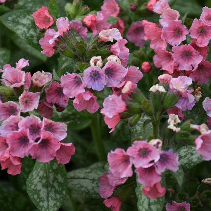 Lungwort, Pretty in Pink Lungwort