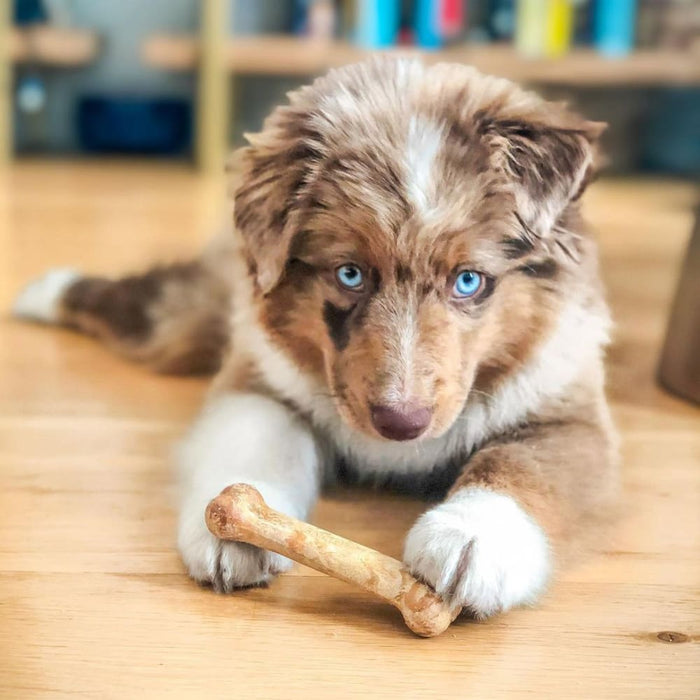 Nylabone Healthy Edibles All-Natural Long Lasting Puppy Chew Treats