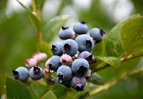 Blueberry, Patriot Highbush, 3 gal (18-21 in)