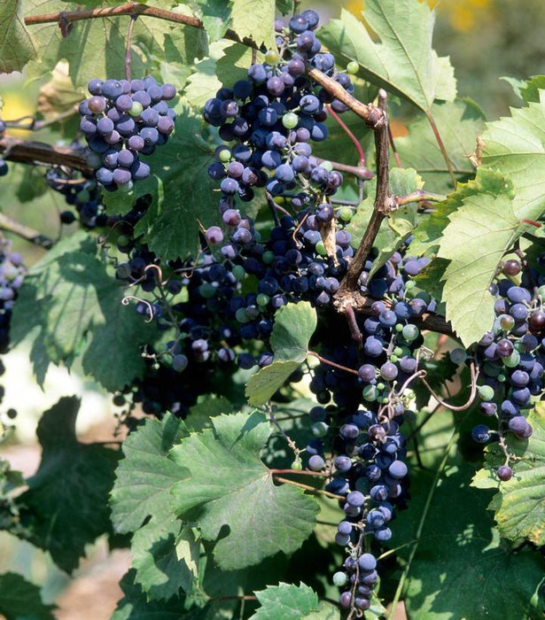 Grape, Frontenac, Purple Grape, 2 gal.