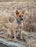 New England Bells Dog Collar Bell