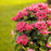 Bee Balm, Pardon My Cerise Bee Balm
