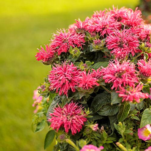 Bee Balm, Pardon My Cerise Bee Balm