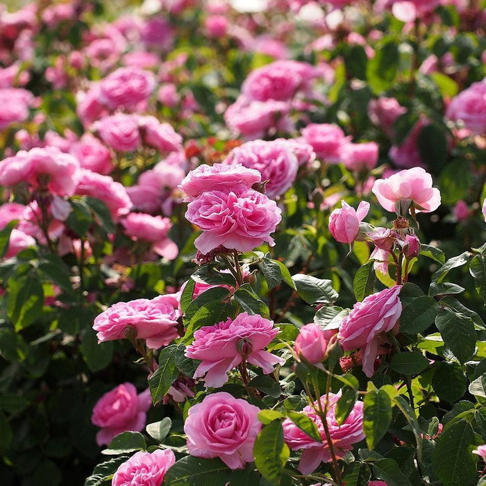 ROSA `GERTRUDE JEKYLL`