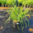 Sedge, Blue Wood Sedge