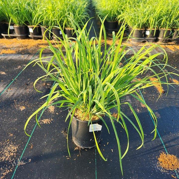 Sedge, Blue Wood Sedge