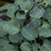 Hosta, Blue Mouse Ears Hosta
