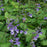 Skullcap, Appalachian Blues Skullcap