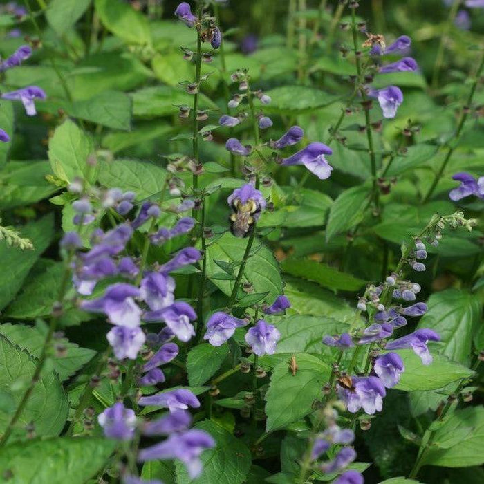 Skullcap, Appalachian Blues Skullcap