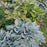 Hosta, Halcyon Hosta
