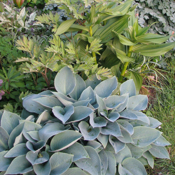 Hosta, Halcyon Hosta