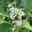 Dogwood, PW® Arctic Fire® Yellow Twig Dogwood
