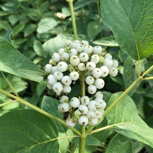 Dogwood, PW® Arctic Fire® Yellow Twig Dogwood
