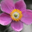 Anemone, Fantasy™ Red Riding Hood Anemone