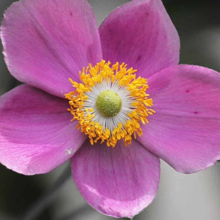 Anemone, Fantasy™ Red Riding Hood Anemone