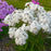 Phlox, Opening Act White Phlox