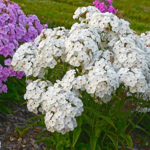 Phlox, Opening Act White Phlox