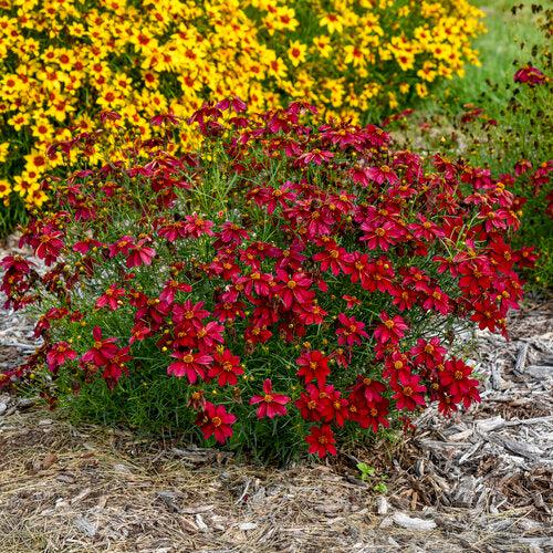 Tickseed, Designer Threads™ Scarlet Ribbons Coreopsis