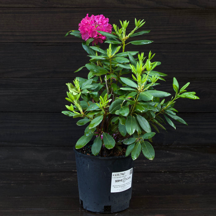 Rhododendron, Pink Rosebay Rhododendron