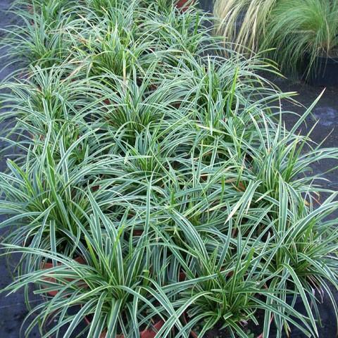Sedge, Ice Dance Sedge